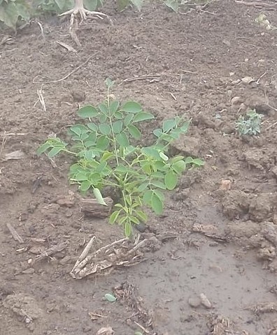 Primera semana-planta moringa