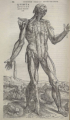 Andrés Vesalio publica "De humanis corpori"