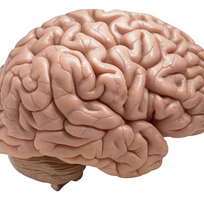 Timeline: Representaciones Corticales