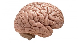 Timeline: Representaciones Corticales