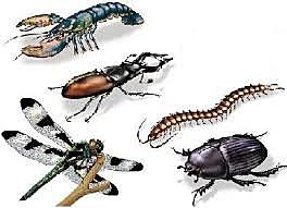 570 millones de años de artrópodos.