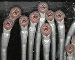 550 millones de años de animales complejos.