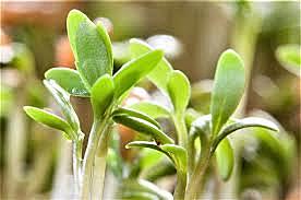 475 millones de años de plantas terrestres.