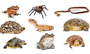 360 millones de años de anfibios.