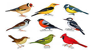 150 millones de años de pajaros.