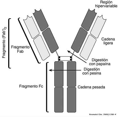 Kabat y Tiselius.Explicación da estrutura química dos anticorpos