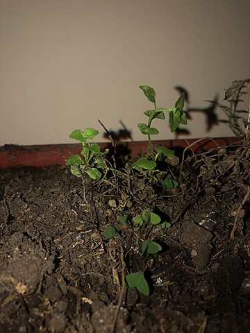 Bitacora de planta de Pampoleo