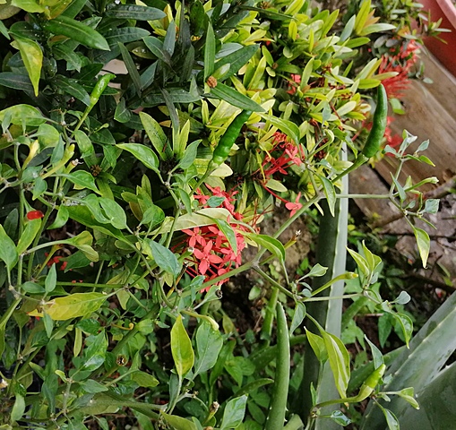 2da semana cuidado mi plantita