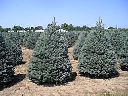 CONIFEROPHYTA