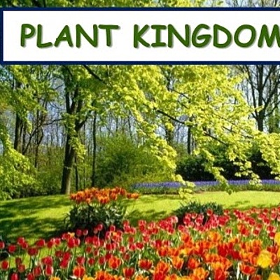 Timeline: The Evolution of the Plant Kingdom