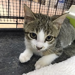 s'ham va morir el meu gat