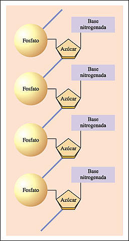 El ADN , cadenas de nucleótidos unidos mediante grupos fosfato