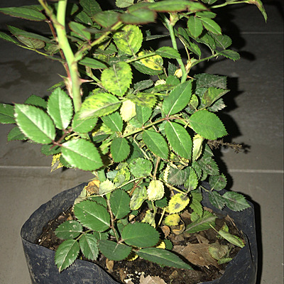 Timeline: Evolución de la vida