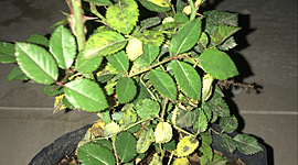 Timeline: Evolución de la vida