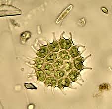 CHLOROPHYTA (green algae)