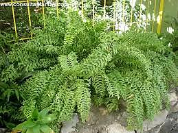 FERNS