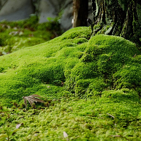 Mosses