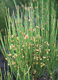 Ephedra