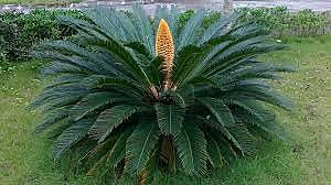 CYCAS