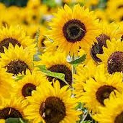 Timeline: Plant Timeline( the years that appeared in the events correspond to million years ago)