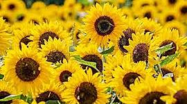 Timeline: Plant Timeline( the years that appeared in the events correspond to million years ago)