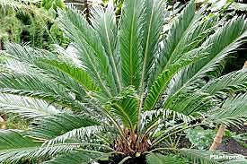 Cycas