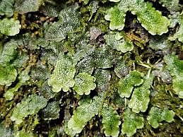 Liverworts