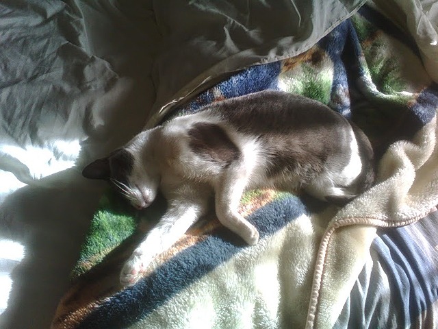 Muerte de mi gata Paka.