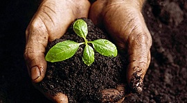 Timeline: Historia de la malerbologia