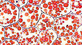 Timeline: EVOLUCIÓN CELULAR