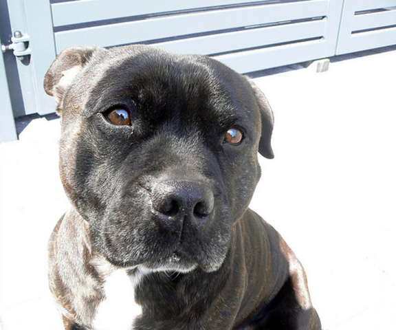 Nace uno de mis dos perros