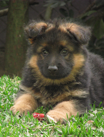 Nace mi segundo perro