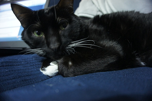 CONQUISTA DE CANARIAS