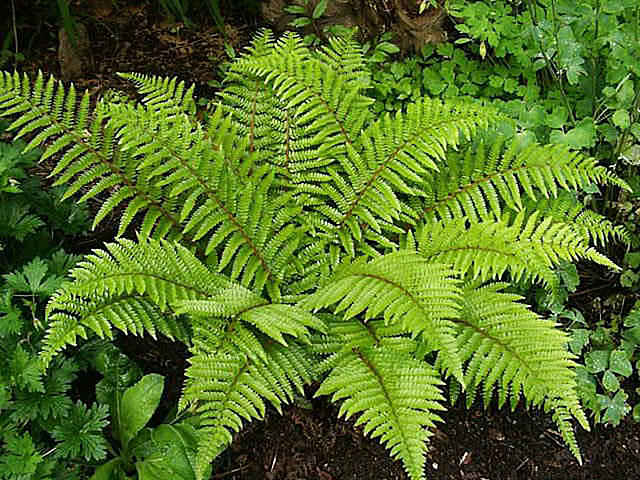 Ferns