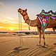 Desert camels sunrises and sunsets sand 567786 2560x1440