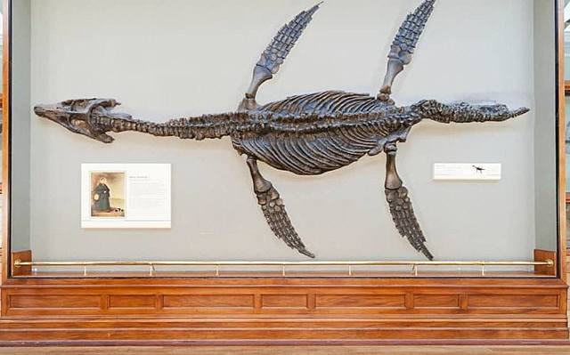 Why i was looking for that dinosaurs