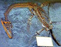 how did i find the dinosaurs