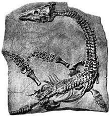 How old was i when she found her first fossil?