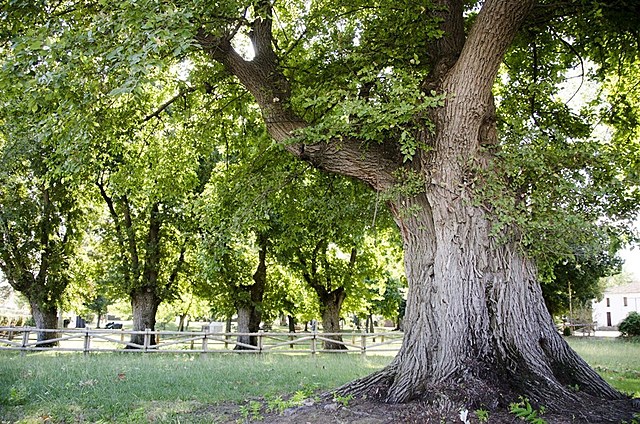 ESPAINAKO ITZULIA ZUMARRAGATIK PASATU