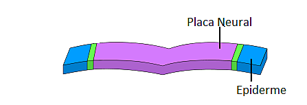 19º dia de vida intrauterina: células ectodérmicas formam a placa neural