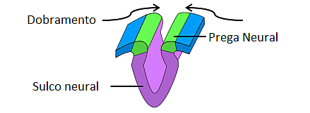 formação do sulco neural