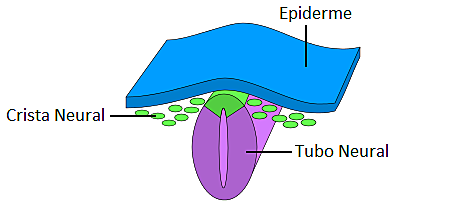 formação do tubo neural e da crista neural