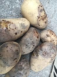 Patataren gaixotasuna