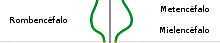 Rombencéfalo