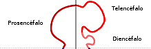 Prosencéfalo