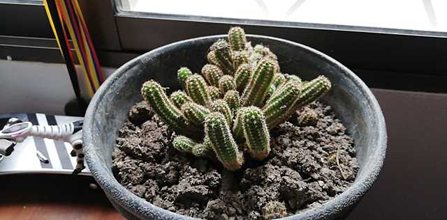 Cactus día 7
