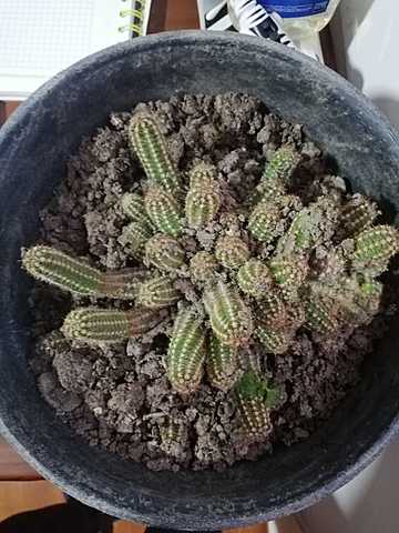 Cactus 1 Día de ser adoptado