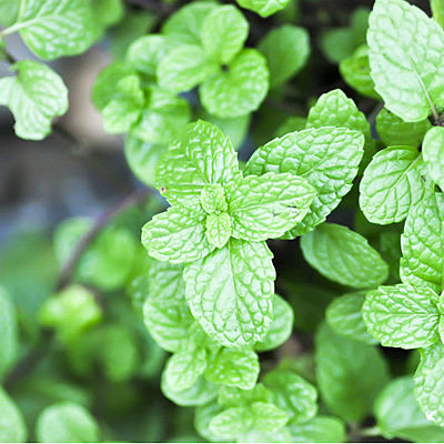 Timeline: Bitácora de Hierbabuena