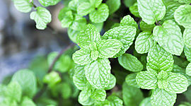 Timeline: Bitácora de Hierbabuena