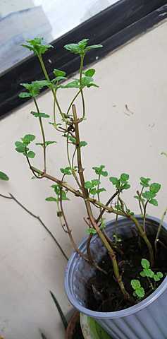 semana 1 con la plantita de hierbabuena